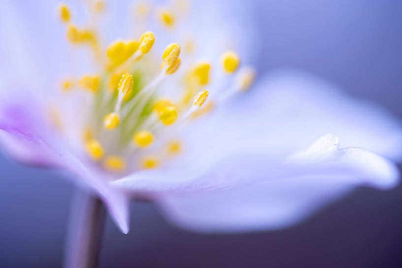 Anémone des bois par Christien van der Veen Fotografie