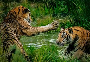 Tiger im Kampf "Leadership"