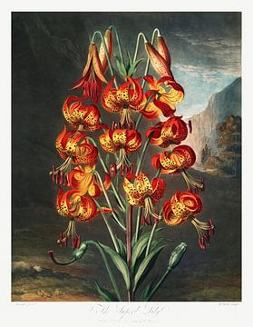 De prachtige lelie uit The Temple of Flora (1807) van Robert John Thornton. van Frank Zuidam