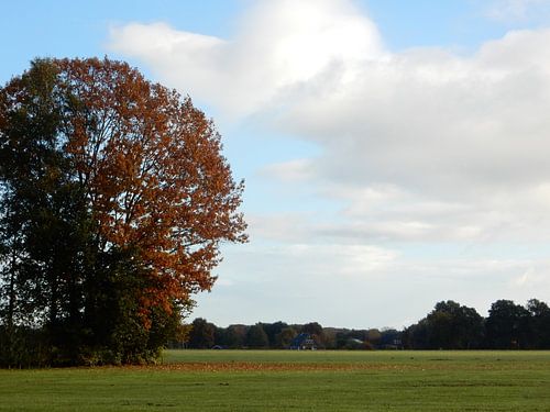 Nederlands landschap