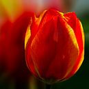 rote Tulpe von Dick Jeukens Miniaturansicht