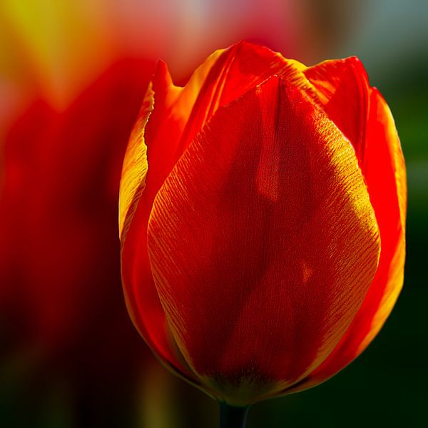 rote Tulpe von Dick Jeukens