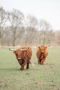 Highland Harmony - Zwei schottische Freunde von Femke Ketelaar