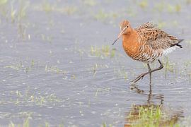 Uferschnepfe von Bas Groenendijk