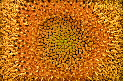 Le cœur envoûtant du tournesol