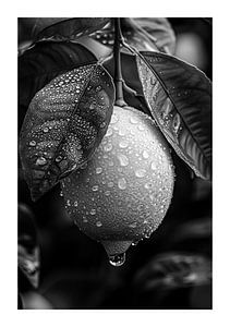 Close-up of a lemon with water droplets by Felix Brönnimann