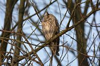 Hibou des marais (Asio otus)