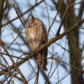 Waldohreule (Asio otus) von Julia Satter