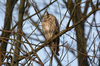Waldohreule (Asio otus)