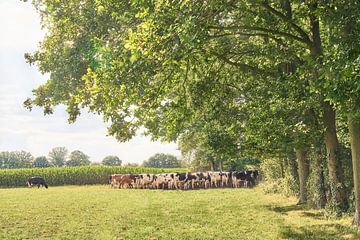 Les vaches se rassemblent sous les chênes sur Robert Vierdag