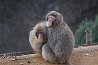 Aapjes in Arashiyama, Japan
