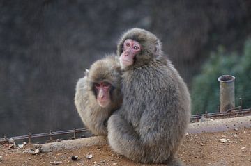 Affen in Arashiyama, Japan von Sacha Ooms