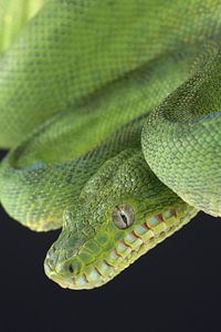 Boa vert à tête de chien (Corallus caninus)