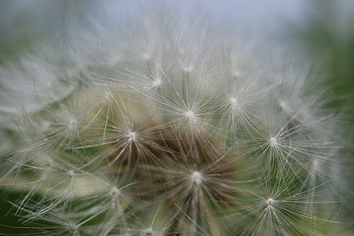 Zaden van een paardenbloem