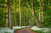 Amsterdamse Bos von Niels Barto Miniaturansicht