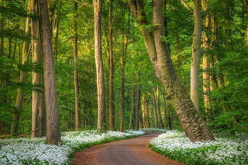 Amsterdamse Bos