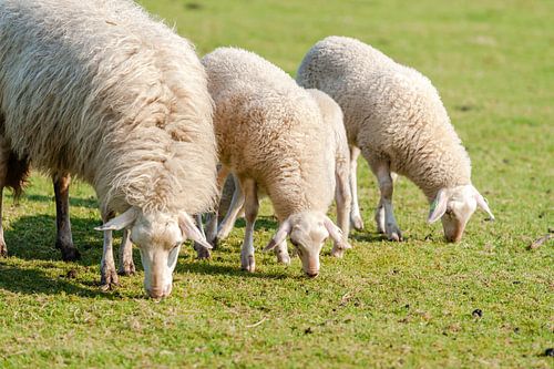Sheep with grazing lambs in the wheel rim