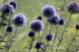 Blue bullet thistle