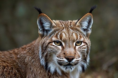 Close-up portret van een lynx