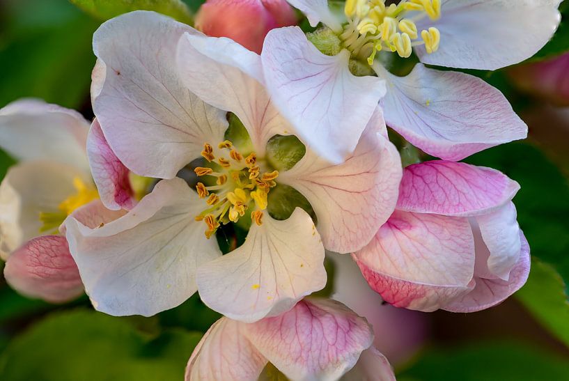 Makroaufnahme einer Apfelblüte im Frühling von Animaflora PicsStock