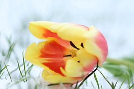 Fire and ice by Daniëlle Eibrink Jansen