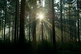 Betoverd Bos: Zonlicht dat door de bomen breekt van FotoCreatives