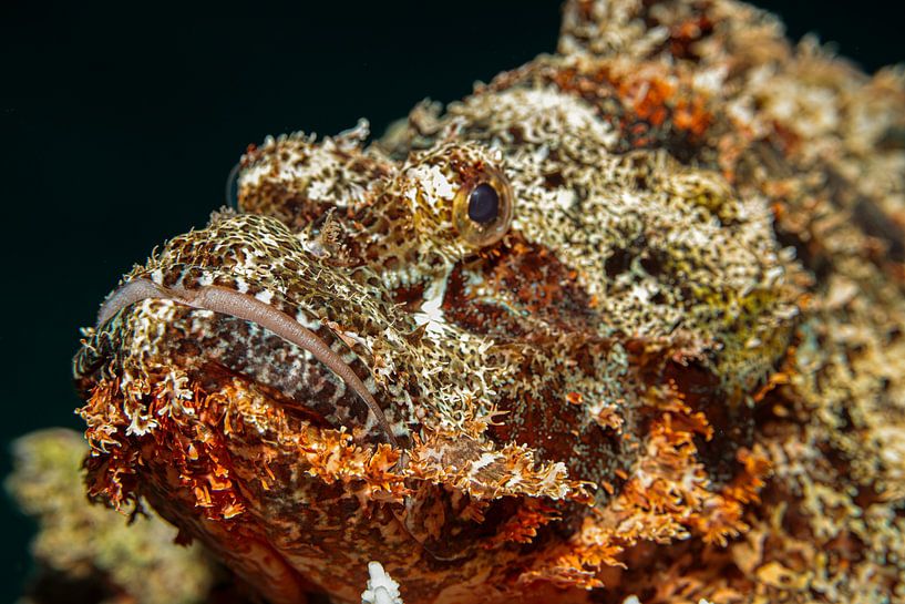 Skorpionfischs, Rote Meer, Ägypten von Travel Tips and Stories