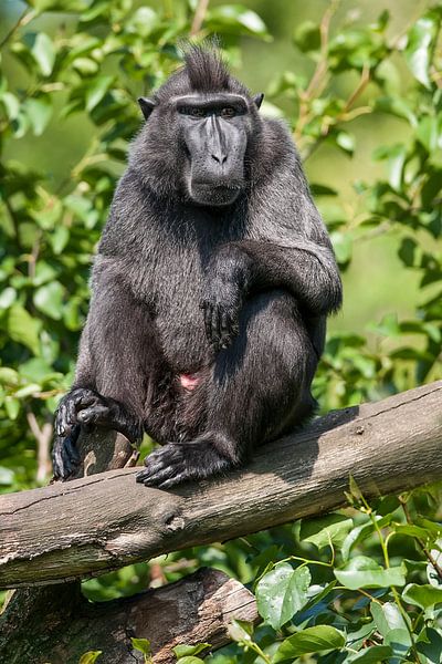 Tinted macaque : Blijdorp Zoo by Loek Lobel