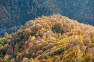Bos in de herfst op een berg van Beauty everywhere thumbnail