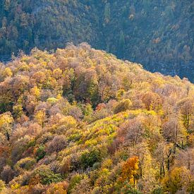 Wald im Herbst auf einem Berg von Beauty everywhere