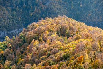 Bos in de herfst op een berg van Beauty everywhere