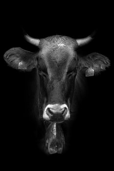 Hedi – Schwarzweiß-Kuhporträt aus dem Allgäu | Faces of Allgäu