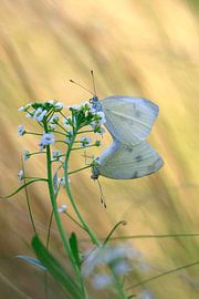 Charmante weiße Schmetterlinge von Thomas Jäger