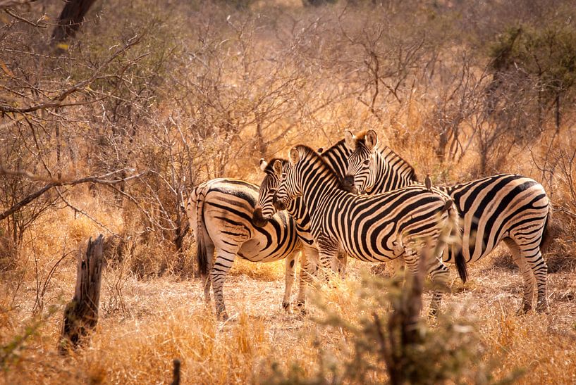 Zebra-Familie von Jeroen Werkhoven