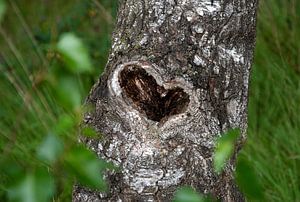 L'amour, le cœur dans l'arbre sur Bianca ter Riet