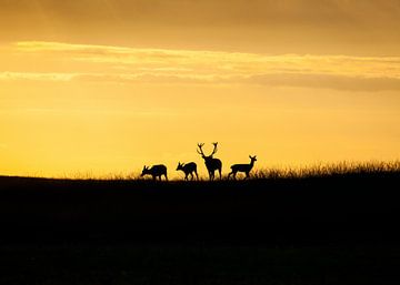 Edelhert in tegenlicht