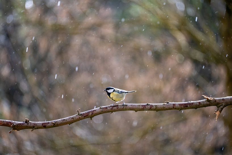 A small songbird by Claudia Evans