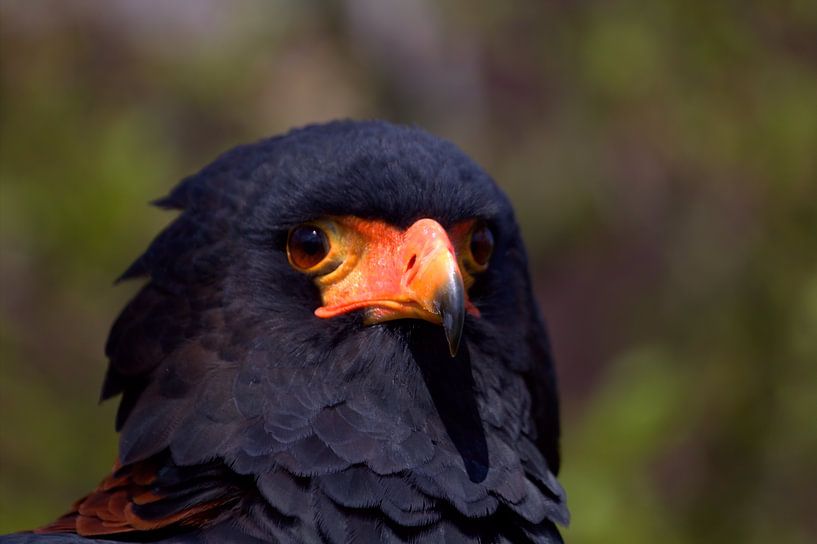 Bird of Prey, the Bateleur (Terathopius ecaudatus) by Carla van Zomeren
