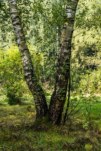 Berkenboom in het zomerbos