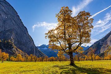 maple soil by Manfred Schmierl