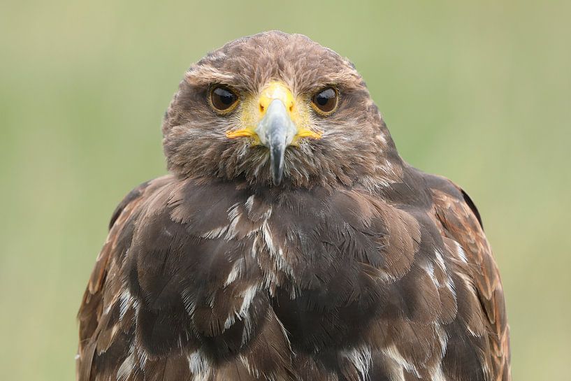 Harris's Hawk (Parabuteo unicinctus) by Ronald Pol
