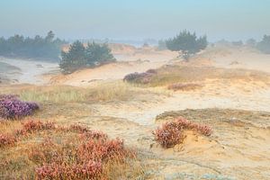 Une matinée tranquille dans les dunes de bruyère
