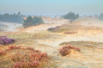A quiet morning in the heath dunes