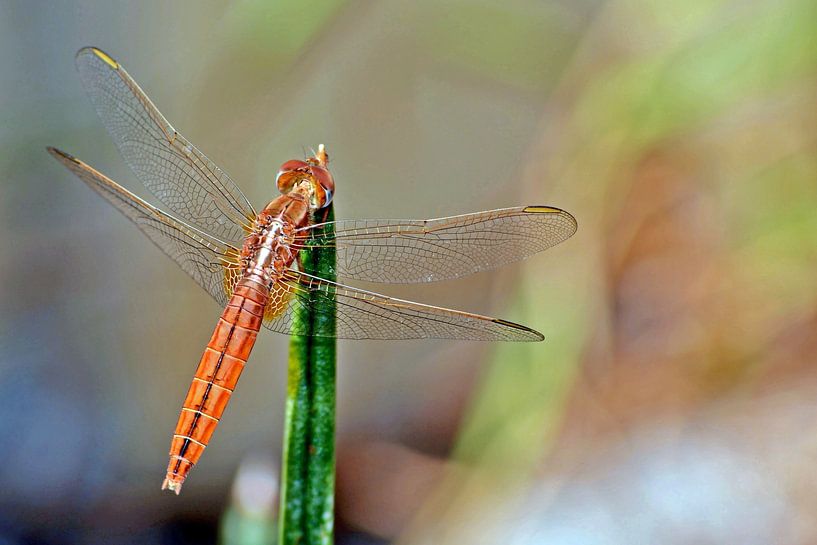 a brown dragonfly in my garden by Werner Lehmann