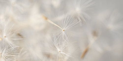 Panorama van wegwaaiend pluisje tussen anderen in natuurlijke zachte kleuren