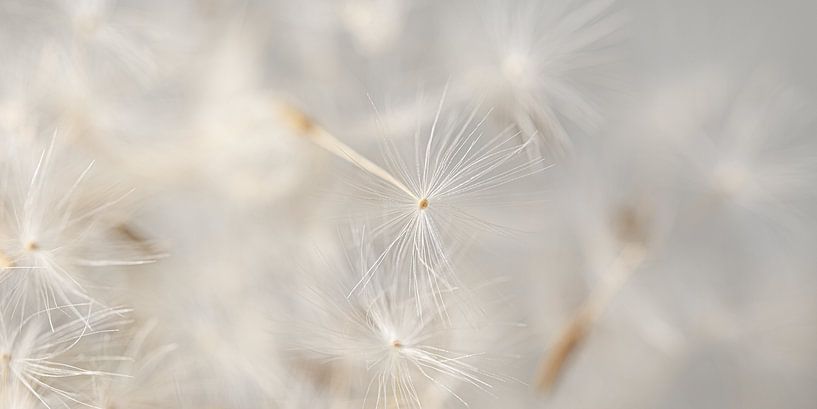 Panorama of fluff blowing away among others in natural soft colours by Marjolijn van den Berg