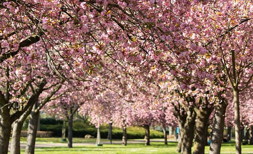 Fleur de cerisier dans le parc de Sittard