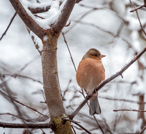 Pinson des arbres mâle sur un arbre couvert de neige