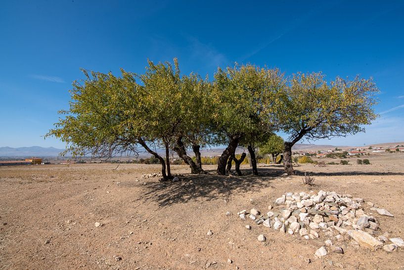 Oasis by Roland's Foto's