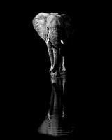 Olifant, Jie Fischer